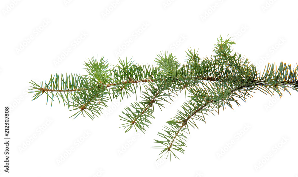 Christmas tree branch on white background Christmas tree branch on white background