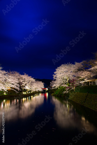 夜桜
