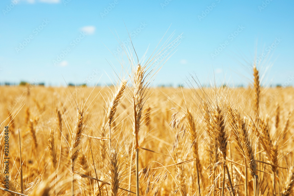 Wheat field on sunny day. Cereal farming