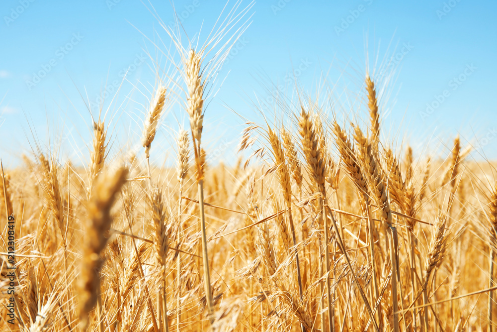 Wheat field on sunny day. Cereal farming Wheat field on sunny day. Cereal farming