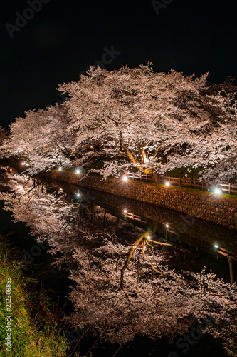 夜桜