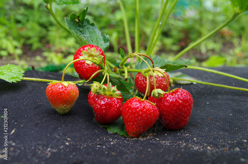 planting strawberry under the black covering material