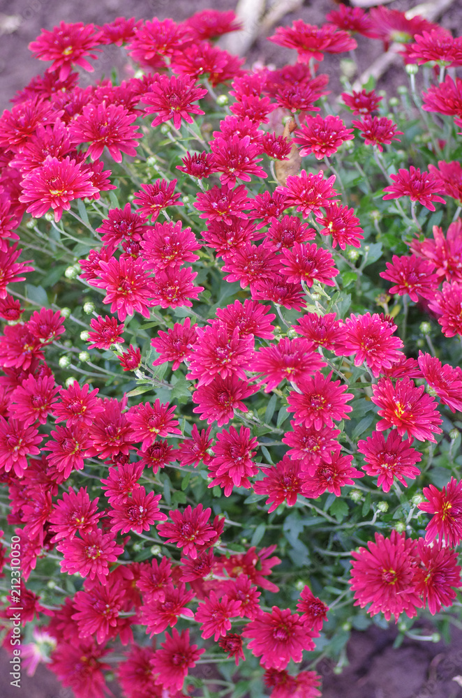 Herbal background from the flowers of chrysanthemums Herbal background from the flowers of chrysanthemums