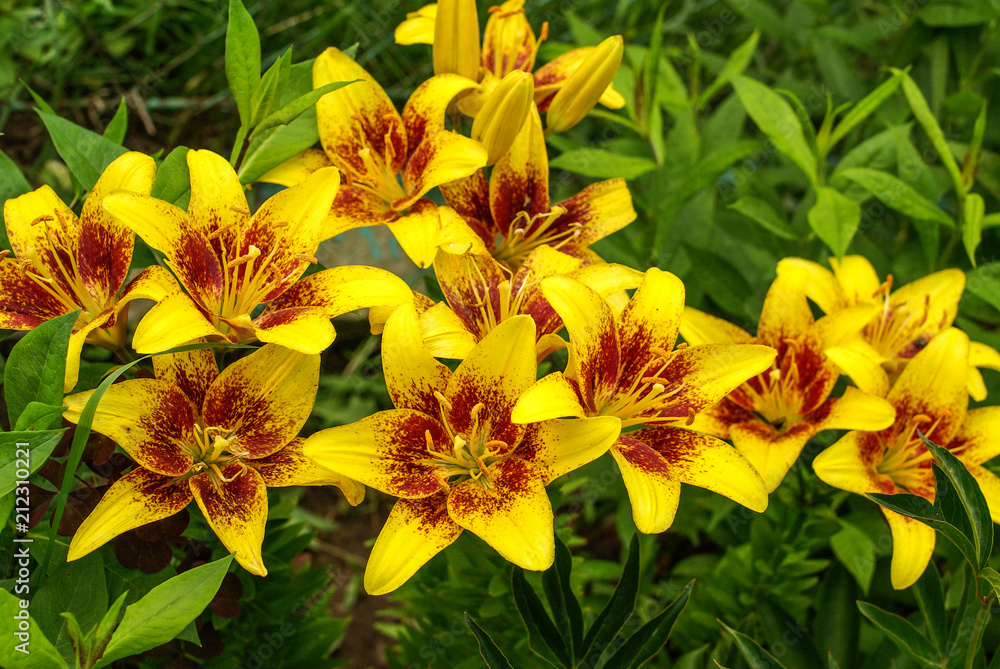 Lilium in the garden Lilium in the garden