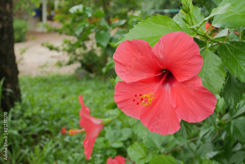 Red hibiscus flower in nature.