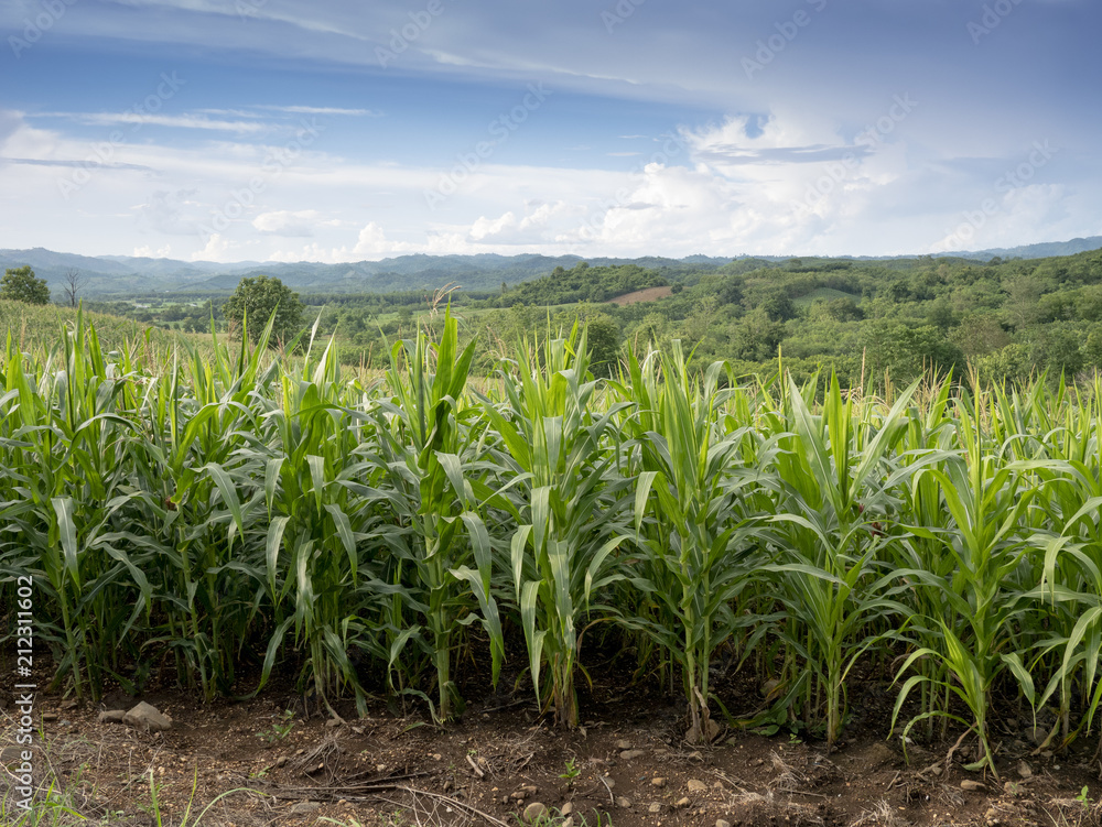 corn field corn field