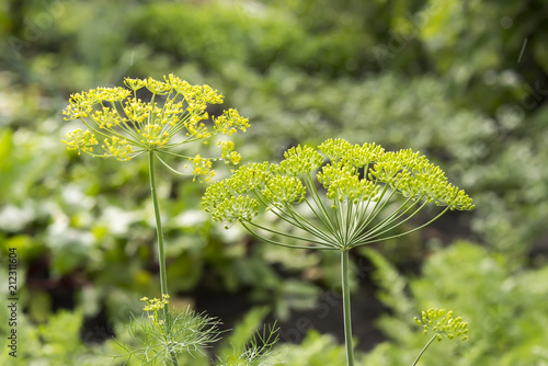 Fotografie inflorescence of dill after rain