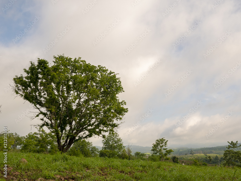 Obraz premium tree in the field