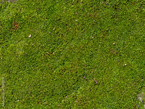 texture of mos on the stone for background
