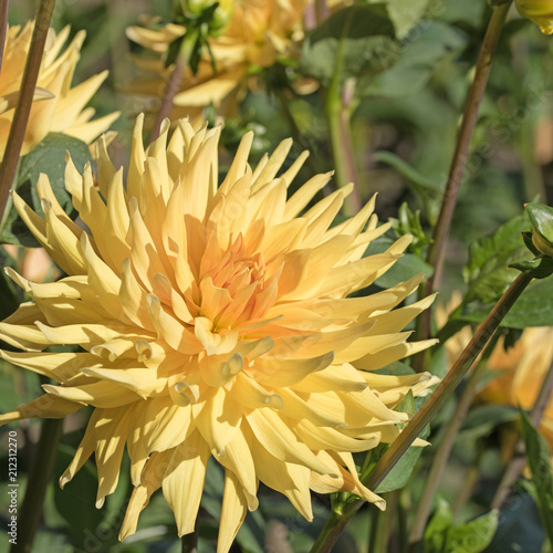Fototapeta Naklejka Na Ścianę i Meble -  Blühende Dahlien