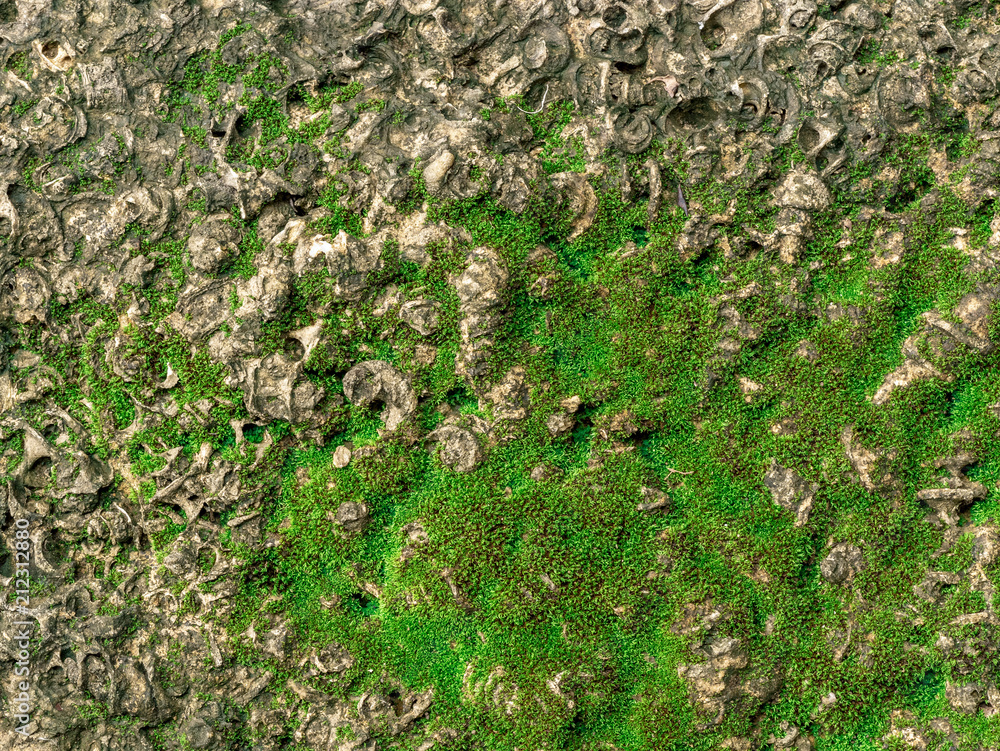 shellfish Fossil texture shellfish Fossil texture
