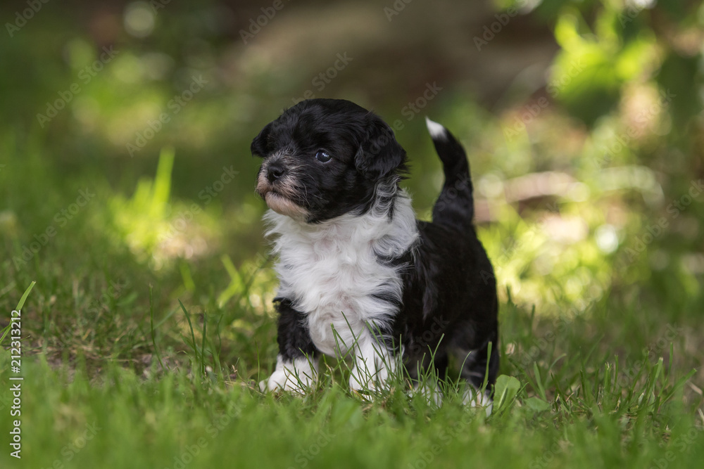 havanese puppy dog havanese puppy dog