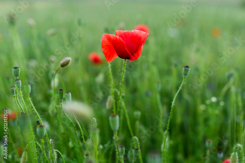 Fototapeta Naklejka Na Ścianę i Meble -  Red poppies in a green field covered with evening light