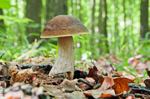 Edible brown mushroom - Leccinum scabrum