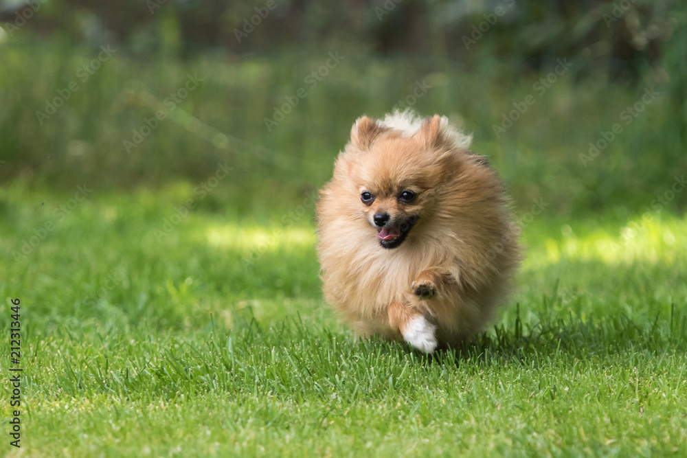 little Pomeranian dog