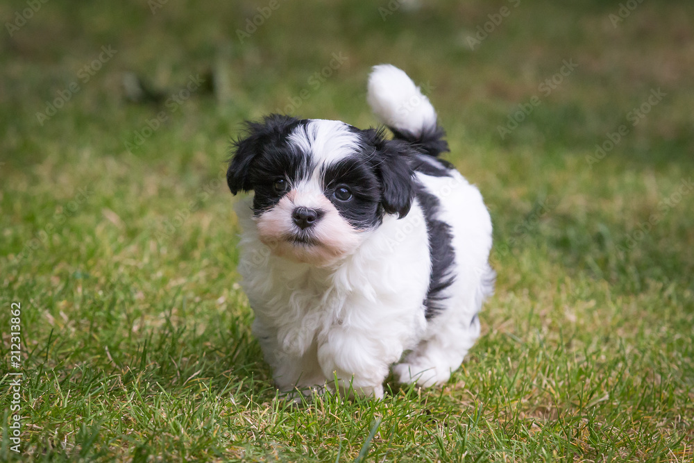 havanese puppy dog havanese puppy dog