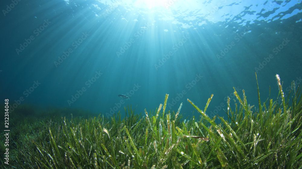 Fototapeta premium Tło ocean podwodny Seagrass