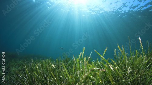 Seagrass underwater ocean background 