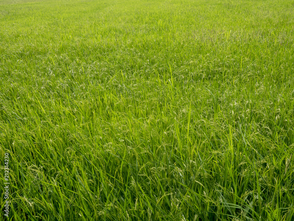 view of a rice field view of a rice field