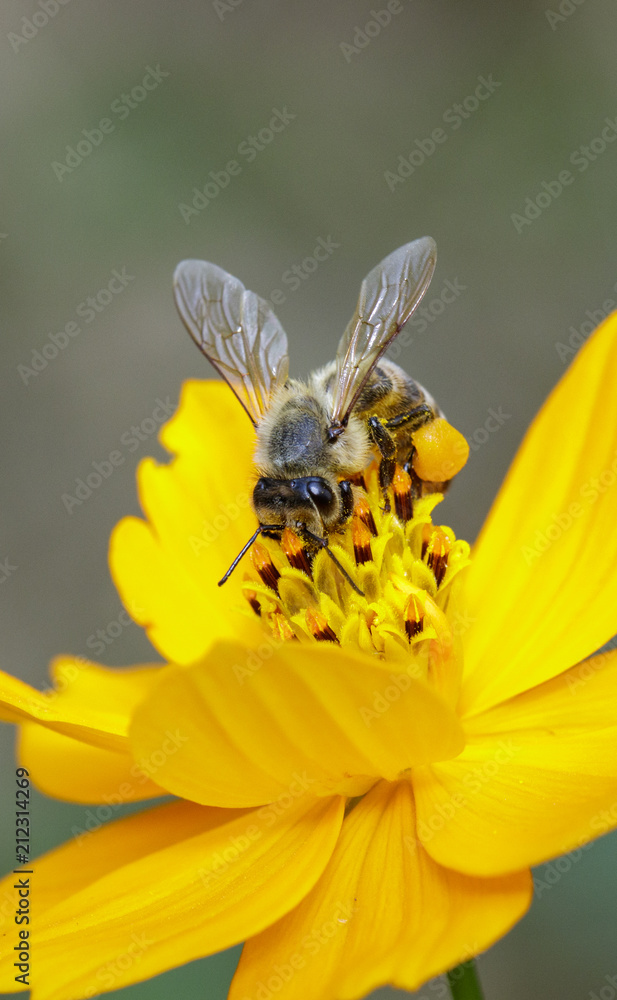 Image of bee or honeybee on yellow flower collects nectar. Golden honeybee on flower pollen. Insect. Animal Image of bee or honeybee on yellow flower collects nectar. Golden honeybee on flower pollen. Insect. Animal