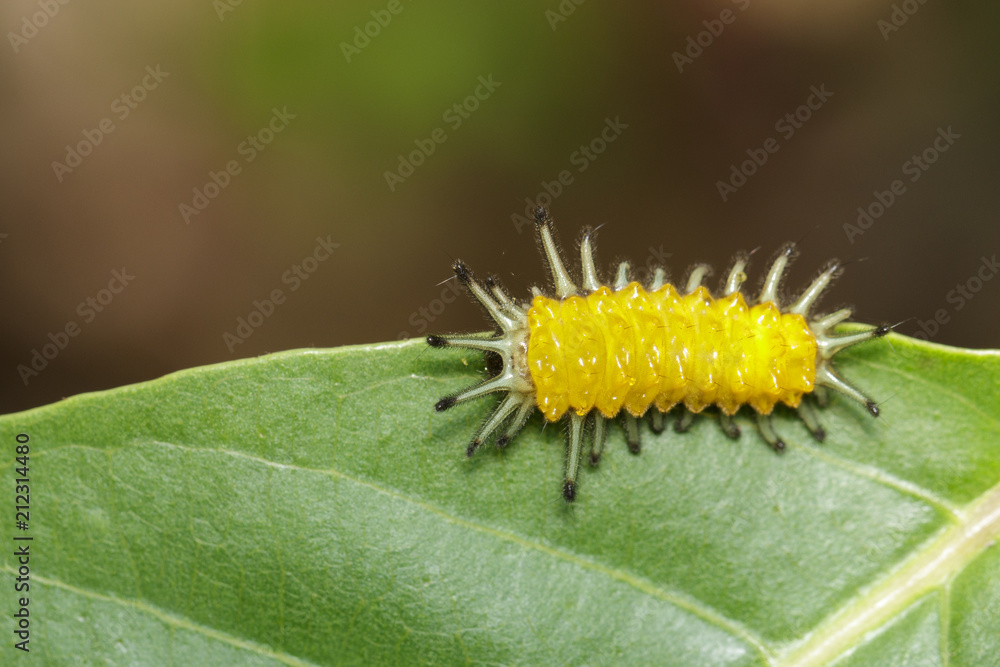 Image of an amber caterpillar on green leaf. Insect. Animal. Image of an amber caterpillar on green leaf. Insect. Animal.