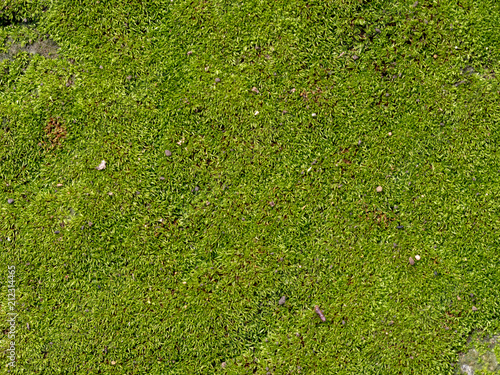 texture of mos on the stone for background