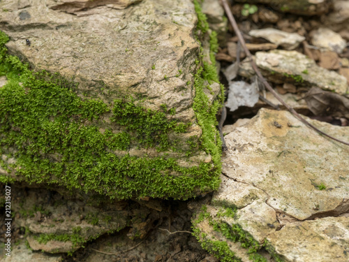 texture of mos on the stone for background