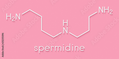 Spermidine molecule. Skeletal formula.