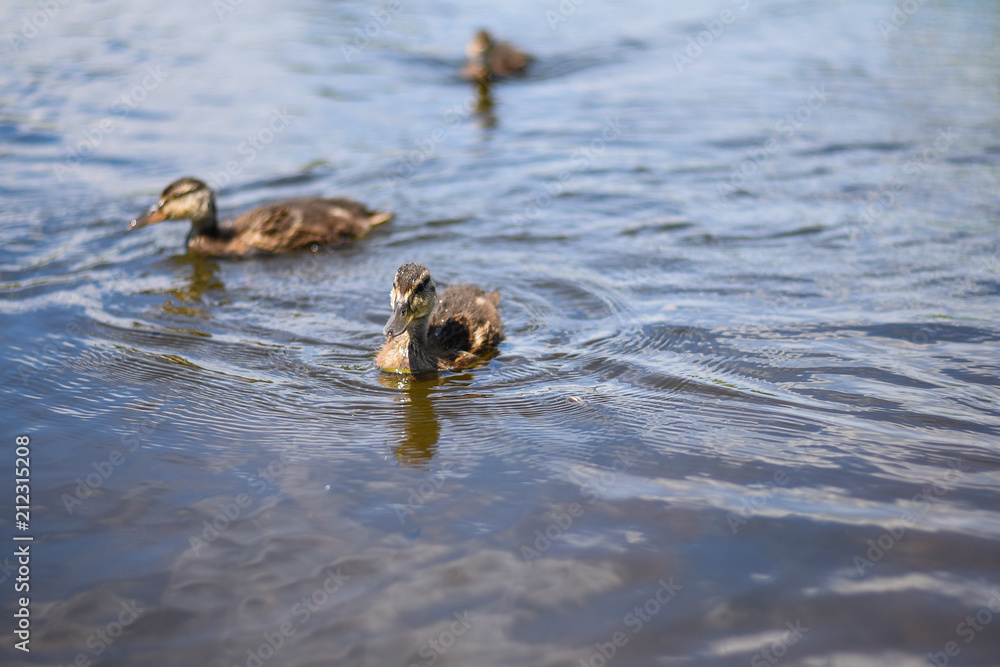 Ducklings on the river on a sunny day Ducklings on the river on a sunny day