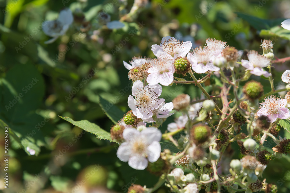 Close-up of wild blackberry flowers in bloom in June Close-up of wild blackberry flowers in bloom in June