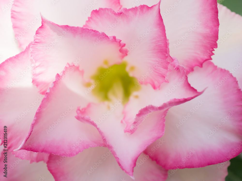 close up bloom pink Adenium flower close up bloom pink Adenium flower