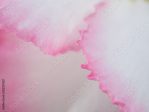 close up bloom pink Adenium flower
