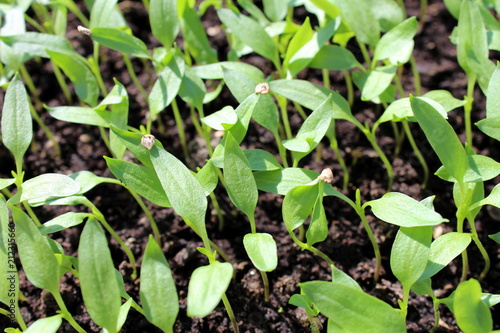 Densely planted small pepper seedlings growing indoors for later moving in large garden
