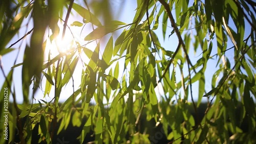 Beautiful charming soft sunlight through willow foliage at sunset time outside. Closeup view of tree branches in foregrund and blurry blue river water and wood in background. Real time video footage. photo