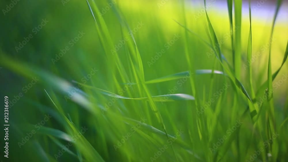 Closeup view of beautiful fresh green grass outside isolated in soft charming sunset sunlight. Natural background. Closeup view of beautiful fresh green grass outside isolated in soft charming sunset sunlight. Natural background.