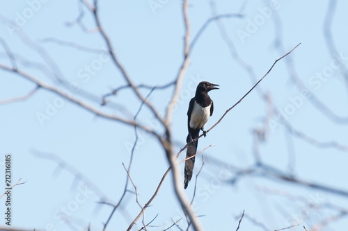 magpie on a tree branch against the sky