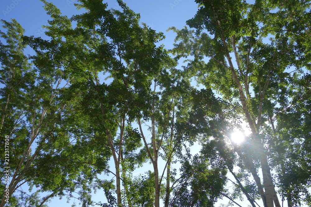 Fototapeta premium The sun shines through the trees