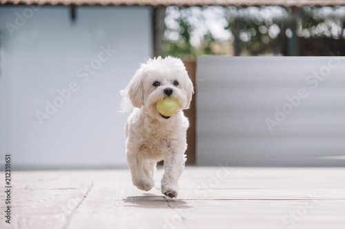 Fototapeta white maltese bichon dog playing with ball in mouth