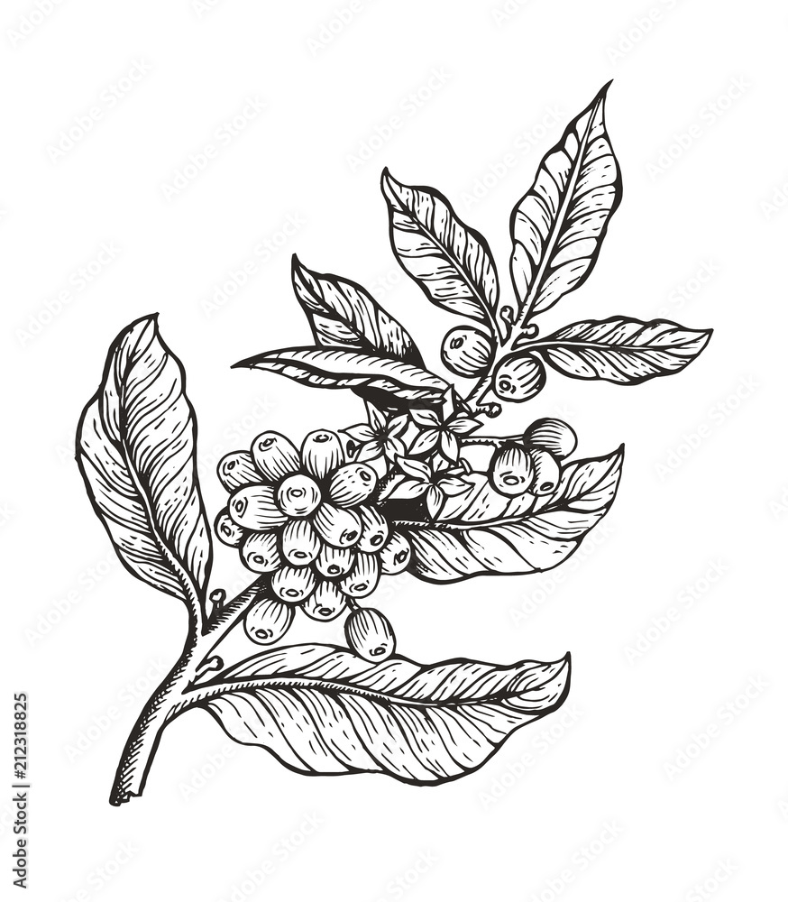Fototapeta premium Kawowy drzewo z fasoli Coffea wektoru ilustracją
