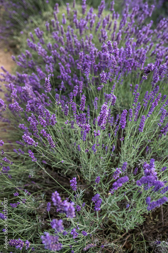Lavender field near Cracow, Poland