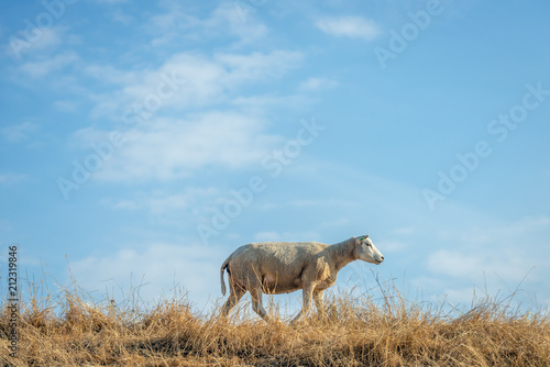 Fototapeta Naklejka Na Ścianę i Meble -  Newly sheared sheep walks over the top of a dike