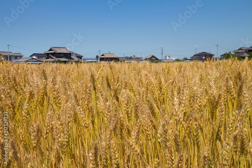 Japanese wheat field at harvest time in Takamatsu city,Kagawa,Shikoku,Japan