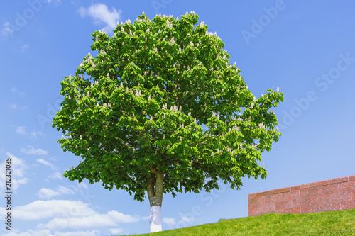Blossoming Horse Chestnut Against A Blue Sky