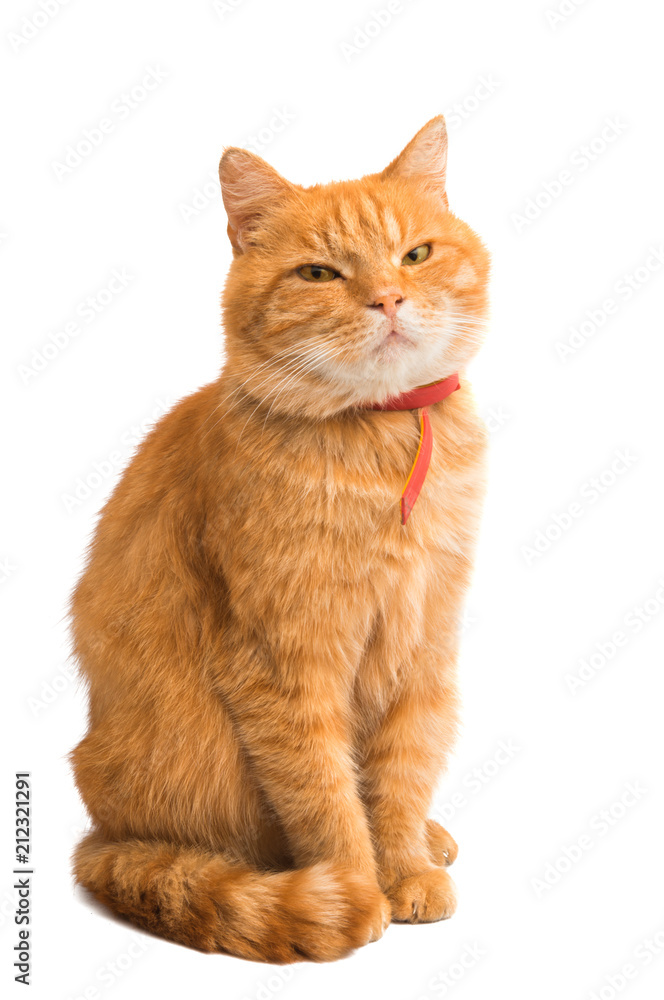 red cat isolated