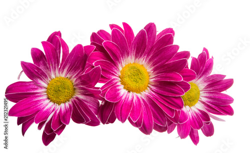 crimson chrysanthemum isolated