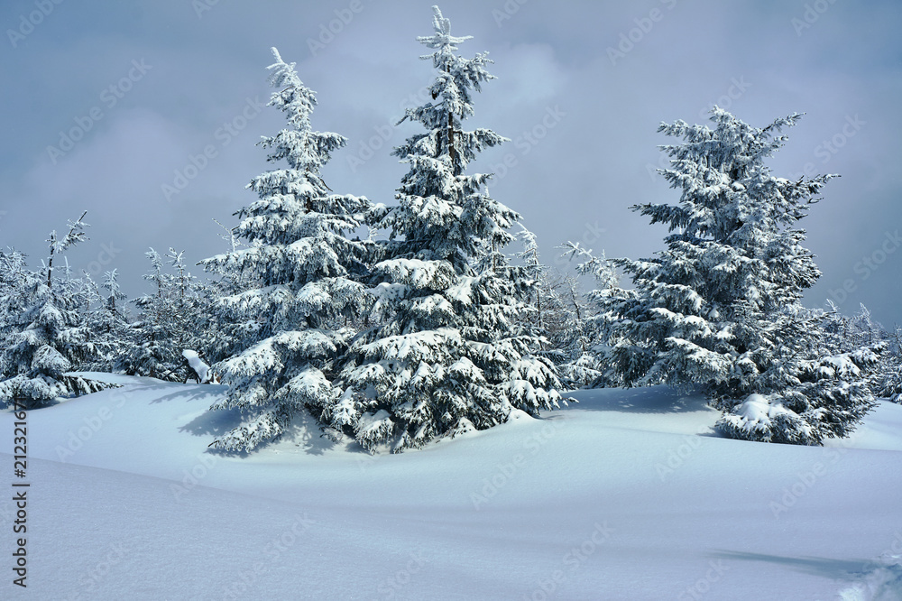 Naklejka premium Snow-covered forest in the Jizera Mountains, Poland.