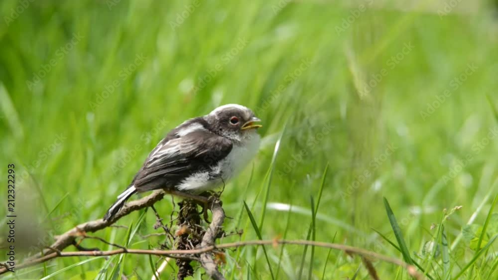 Long tailed Tit - Aegithalos caudatus young bird sitting on the branch on the ground and waiting for adult with full beak of prey Long tailed Tit - Aegithalos caudatus young bird sitting on the branch on the ground and waiting for adult with full beak of prey