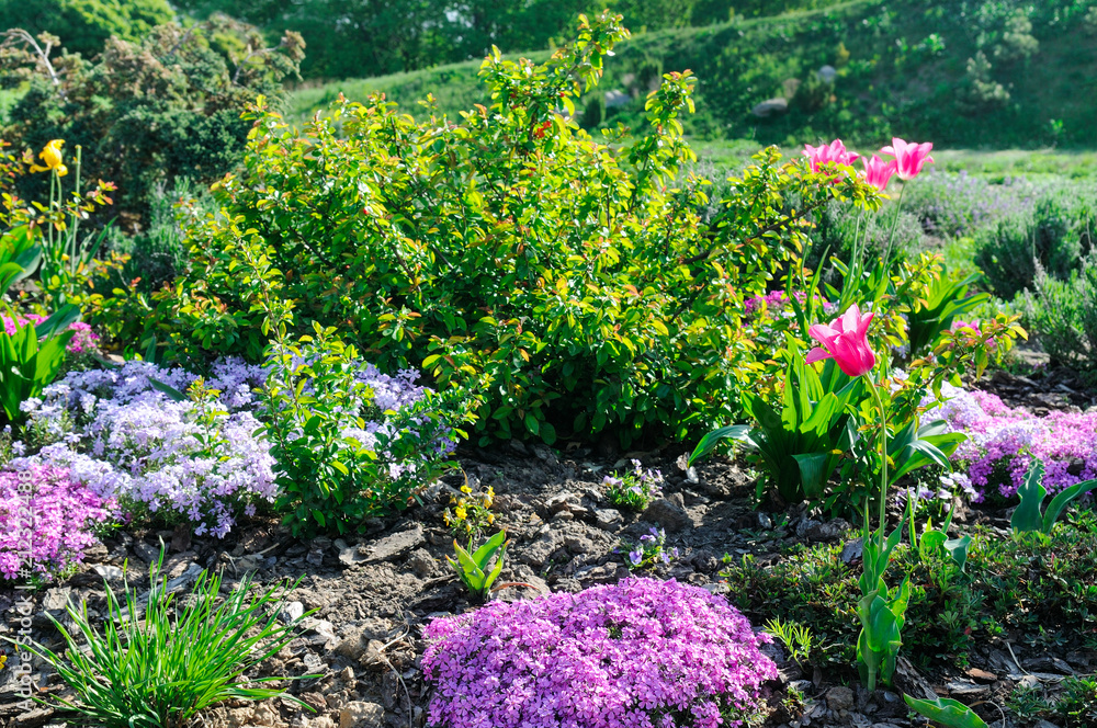 Naklejka premium Beautiful flower bed with the first spring flowers.