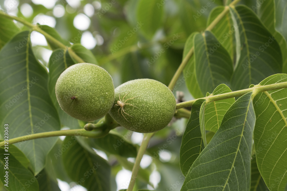 A green branch of a walnut, two fruits of an unripe nut. A green branch of a walnut, two fruits of an unripe nut.