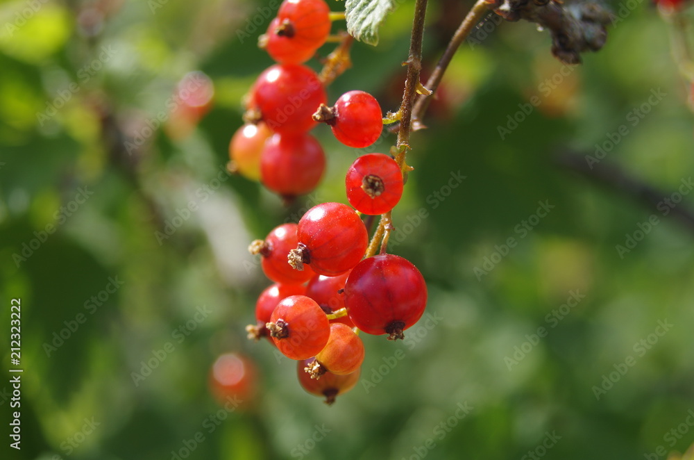Close up of red currant growing in the forest